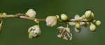 Fringed black bindweed